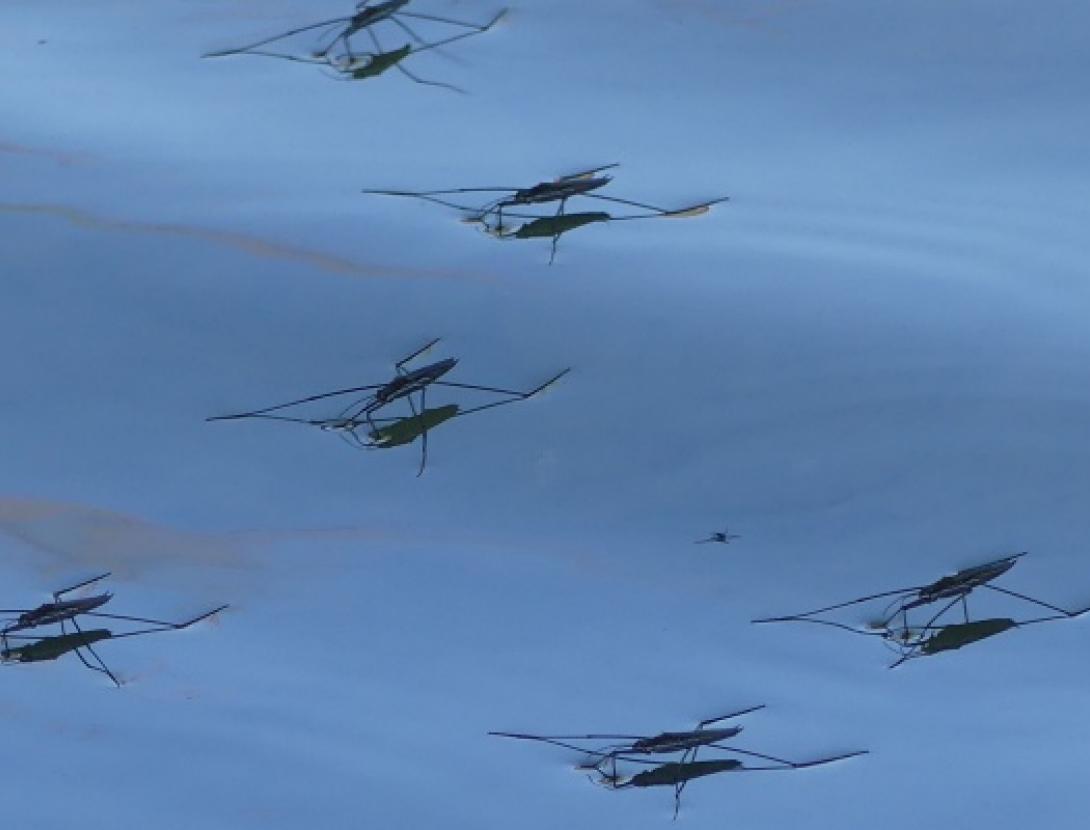 Jugateca: Els petits invertebrats aquàtics i descoberta de la Bassa