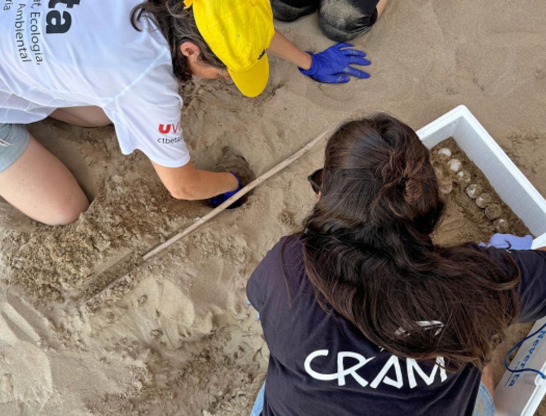 Jugateca de la platja: Hem trobat un niu de tortuga