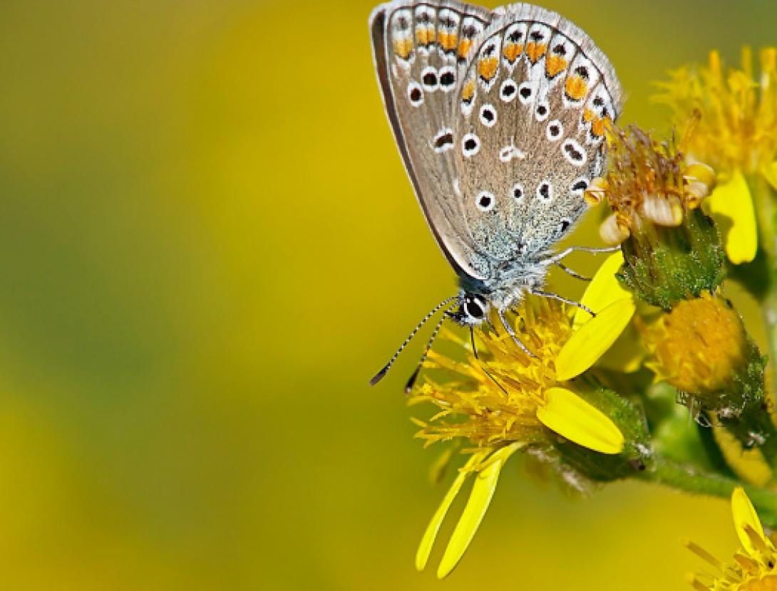 jugateca: BIOBLITZ METROPOLITÀ