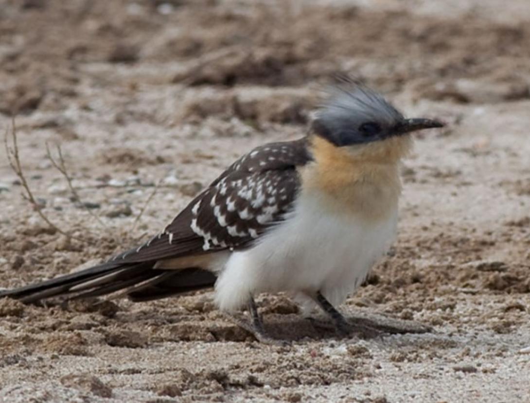 Les aus en pas prenupcial