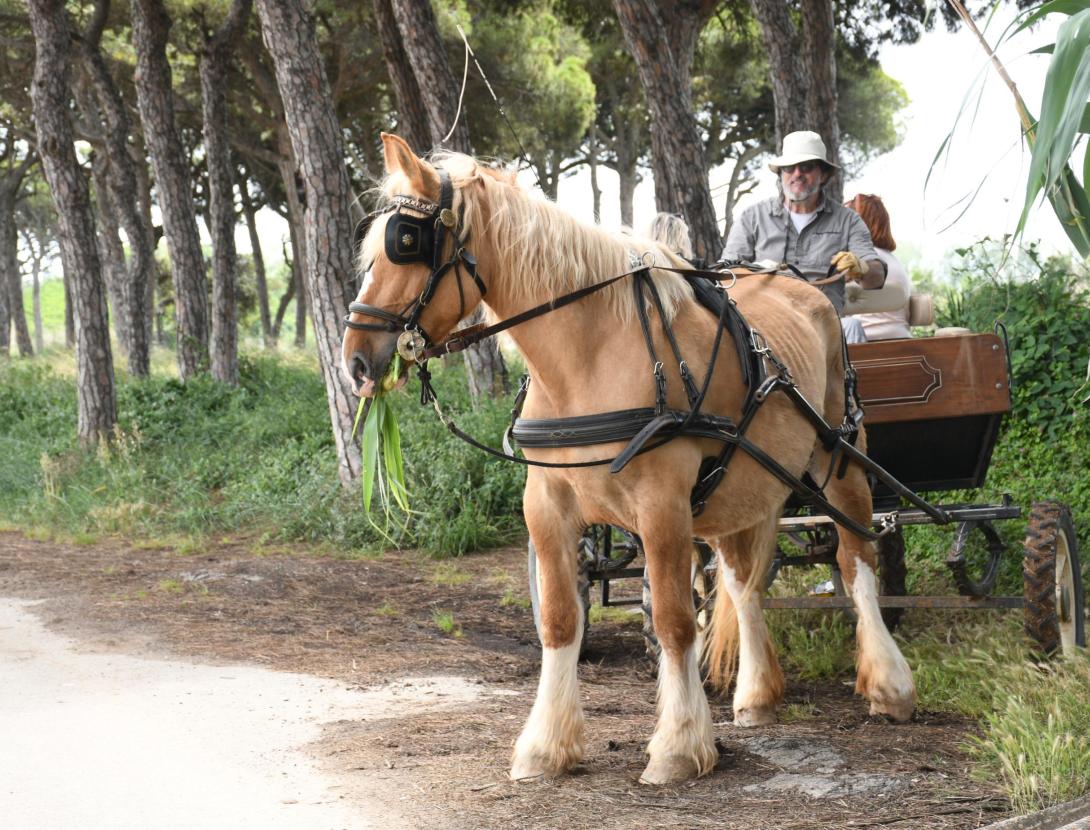 Matins i Capvespres a pagès