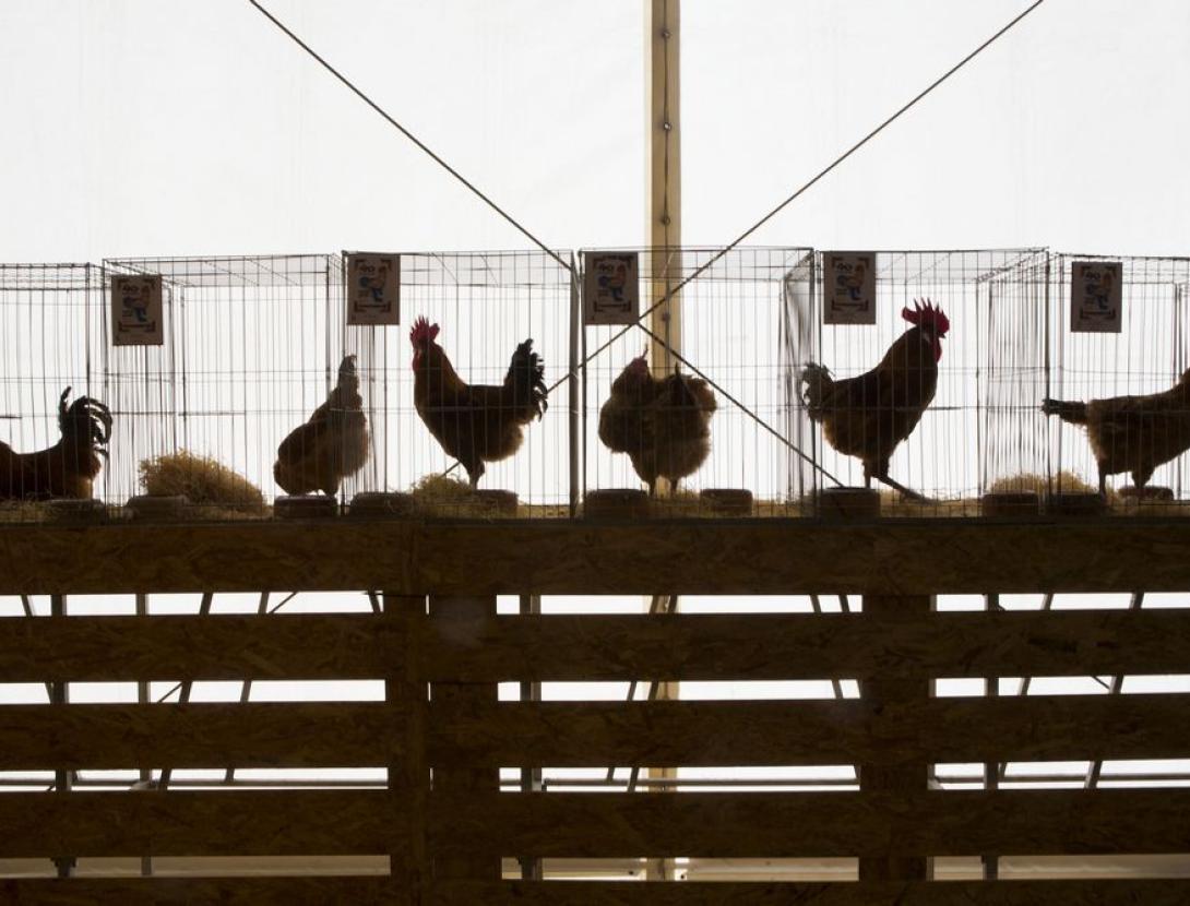 52a Fira Avícola Raça Prat