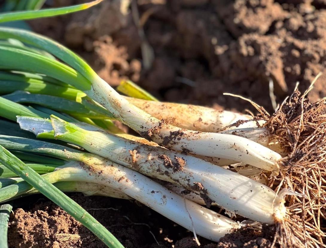 Ruta del Calçot de Gavà