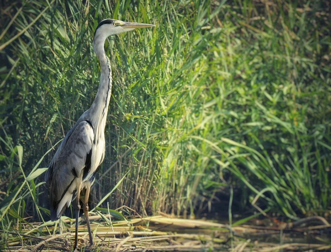 majestuós bernat pescaire