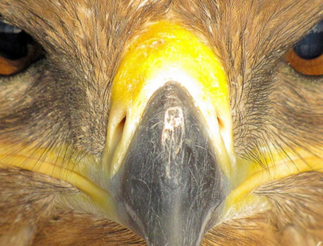 Xerrada: Rapinyaires i humans. D’enemics a aliats