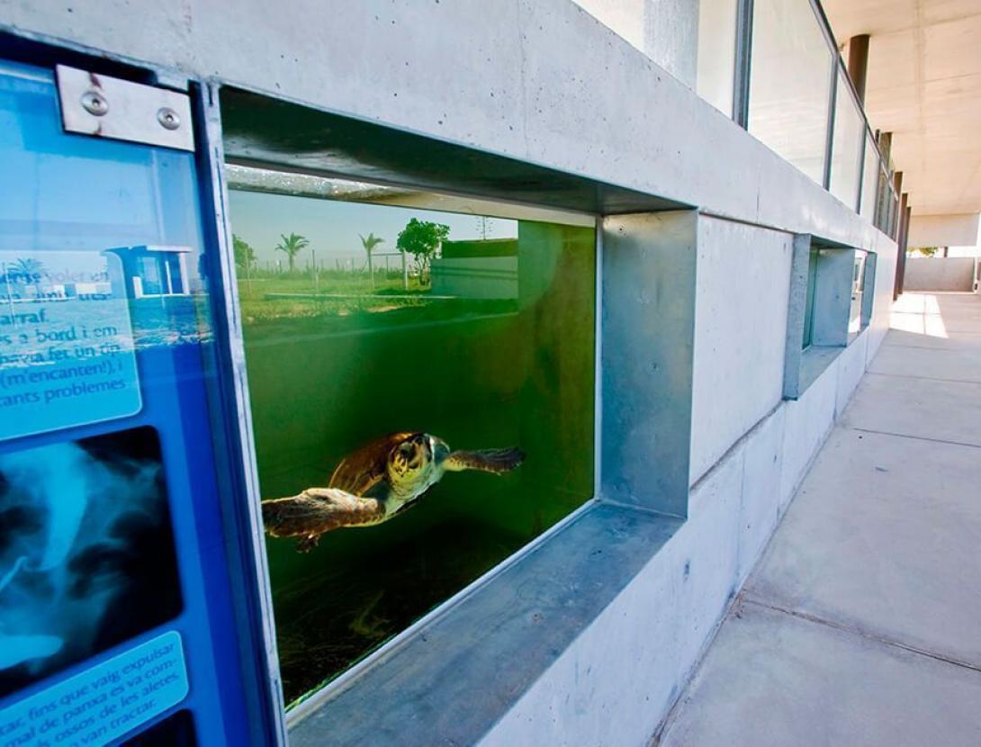 La tortuga Floreta al CRAM! (visita infantil)