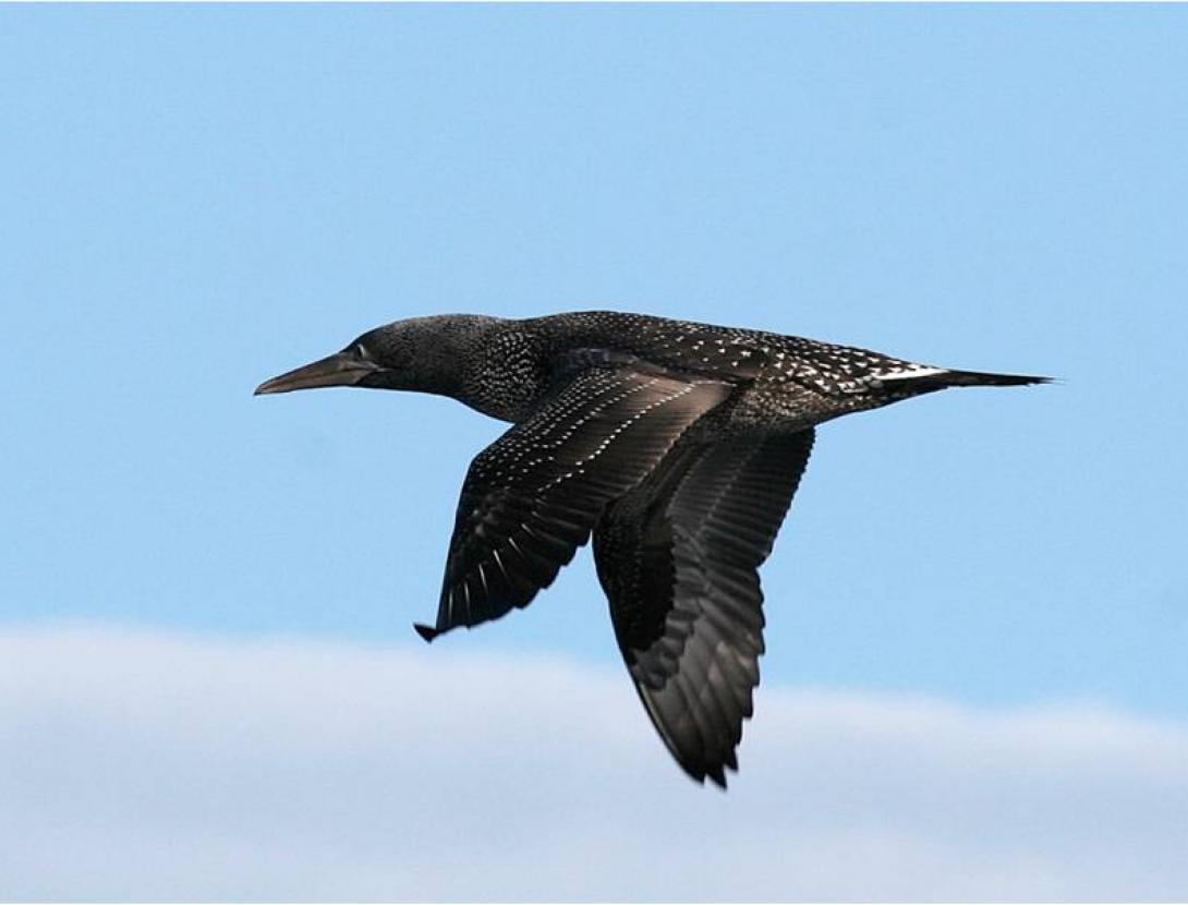 Sortida d’identificació d’aus marines