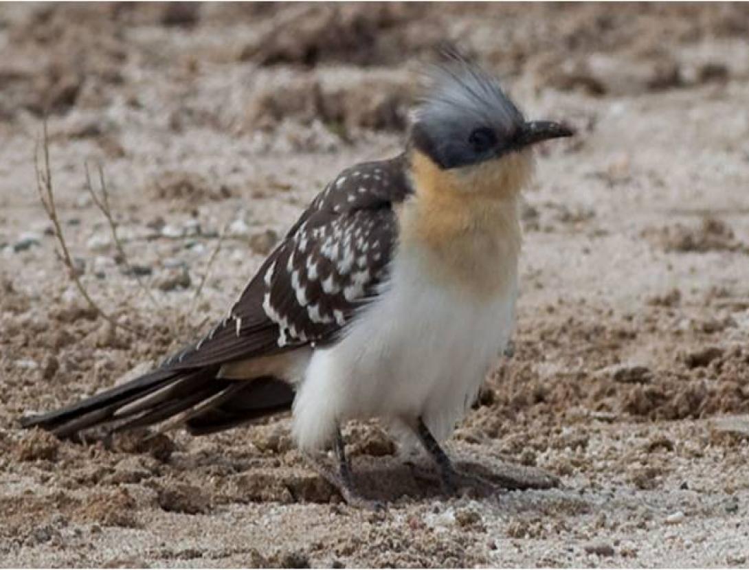 LES AUS AL PAS PRENUPCIAL