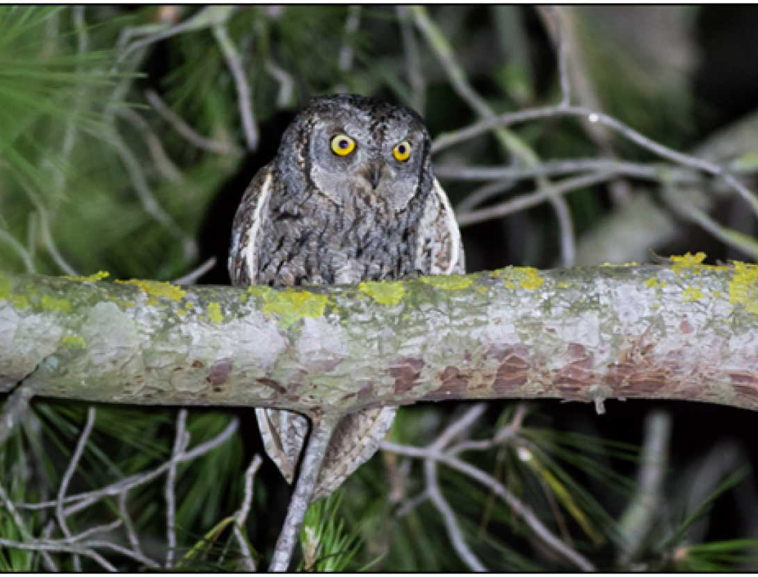 Sortida ornitològica crepuscular