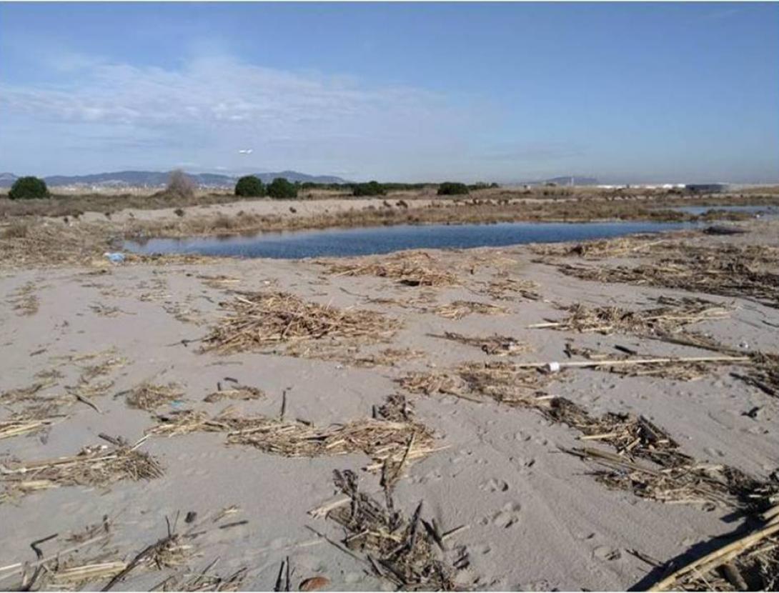 Netegem les platges de ca l’Arana i Carrabiners-Semàfor