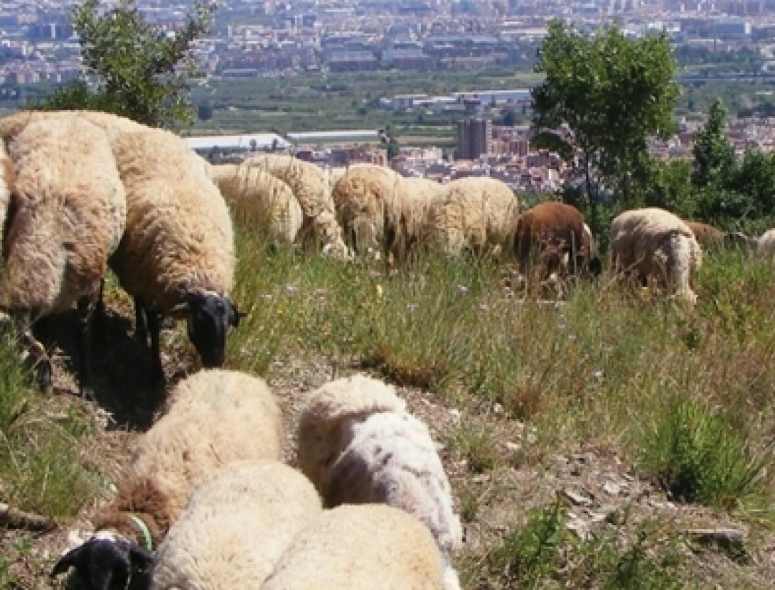 cartell anem a pasturar-1_1_0.jpg