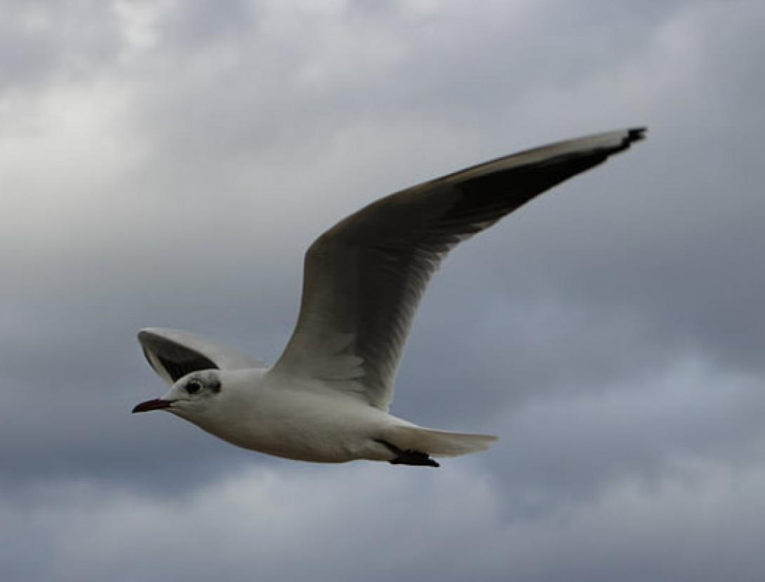 NOVA JUGATECA A LA PLATJA: Coneixem les aus marines?