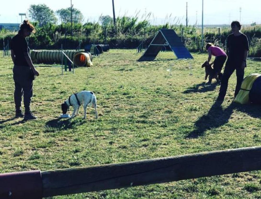 Educació canina bàsica: Teoria i pràctica