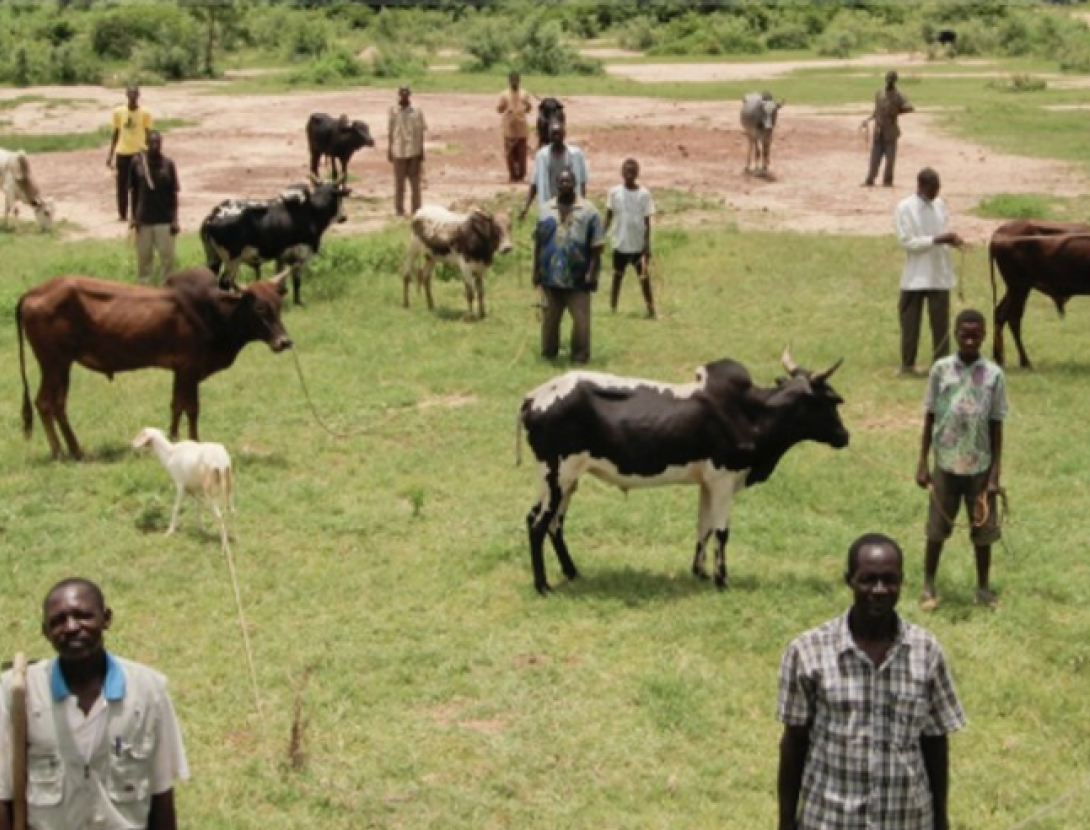 Cinevaca 2025: cinema a la fresca i sopar