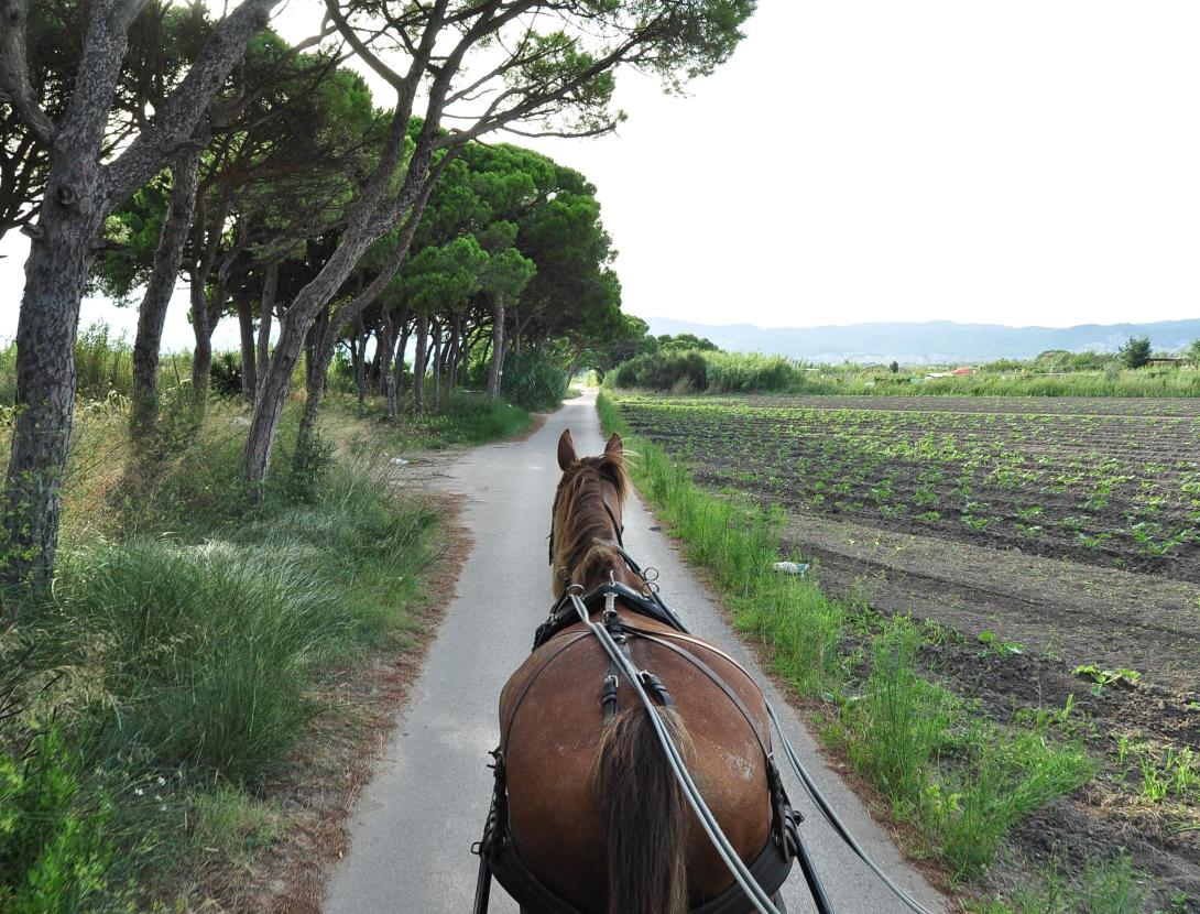 CAPVESPRES EN CARRUATGE