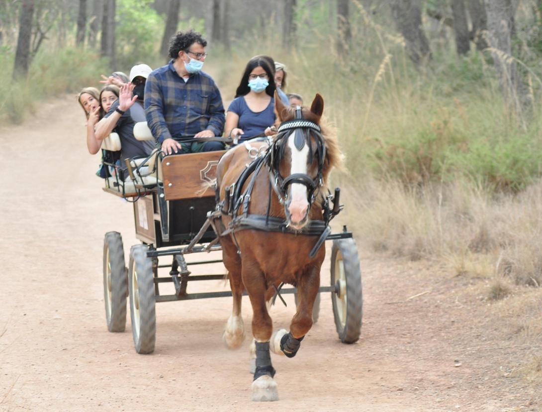 PELS BOSCOS DEL BAIX EN CARRUATGE