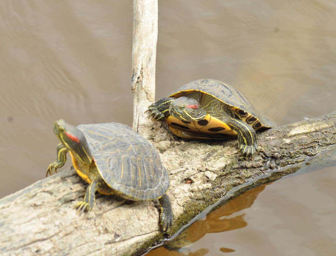 tortugues al remolar