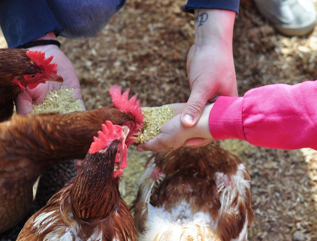 Matins i capvespres a pagès