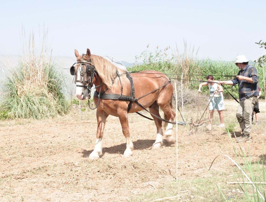Passeig en carruatge i taller d'eines agrícoles tradicionals al Parc Agrari