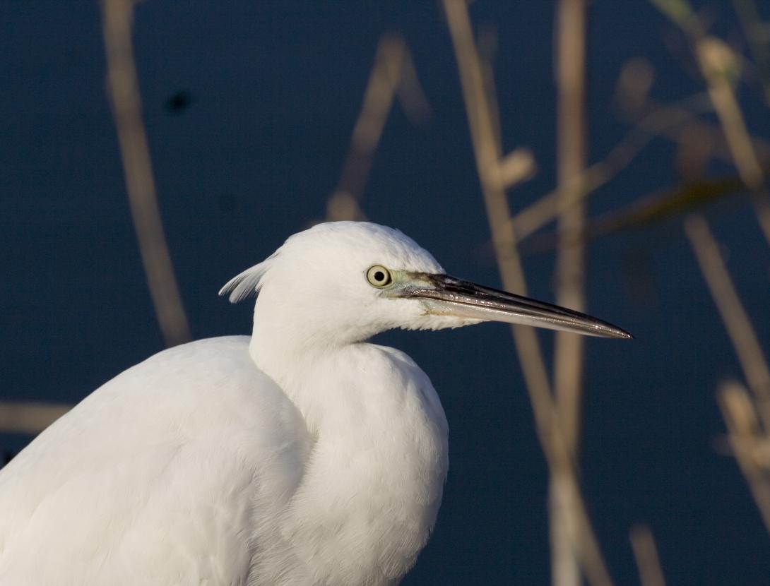 Egretta garzetta_Delta del Llobregat_24.11.2008_Ferran_López.jpg