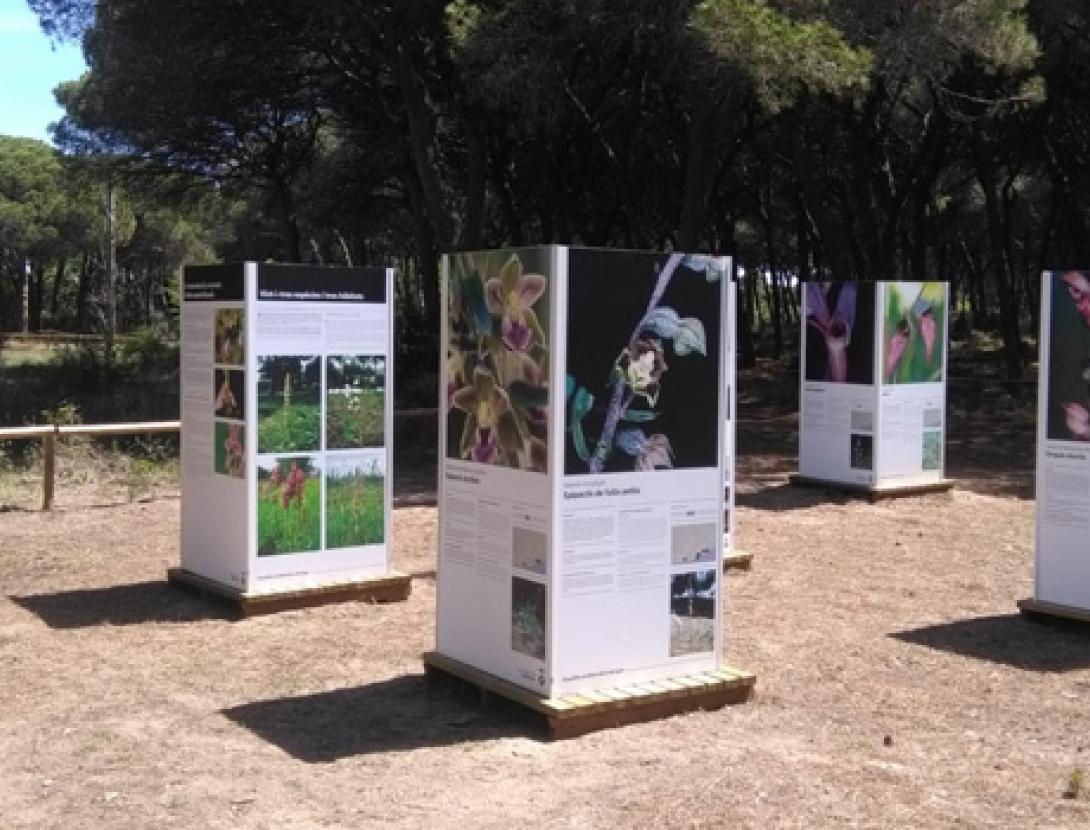 exposició orquideas.jpg