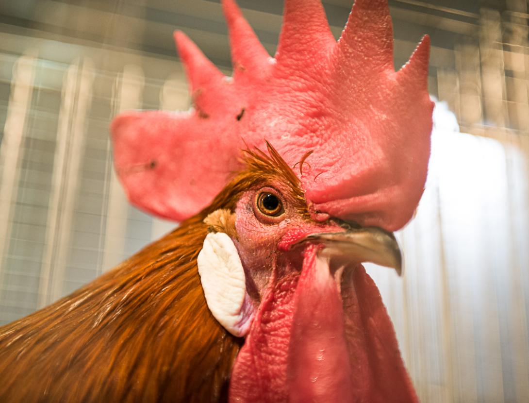 Fira Raça Avícola Prat.jpg