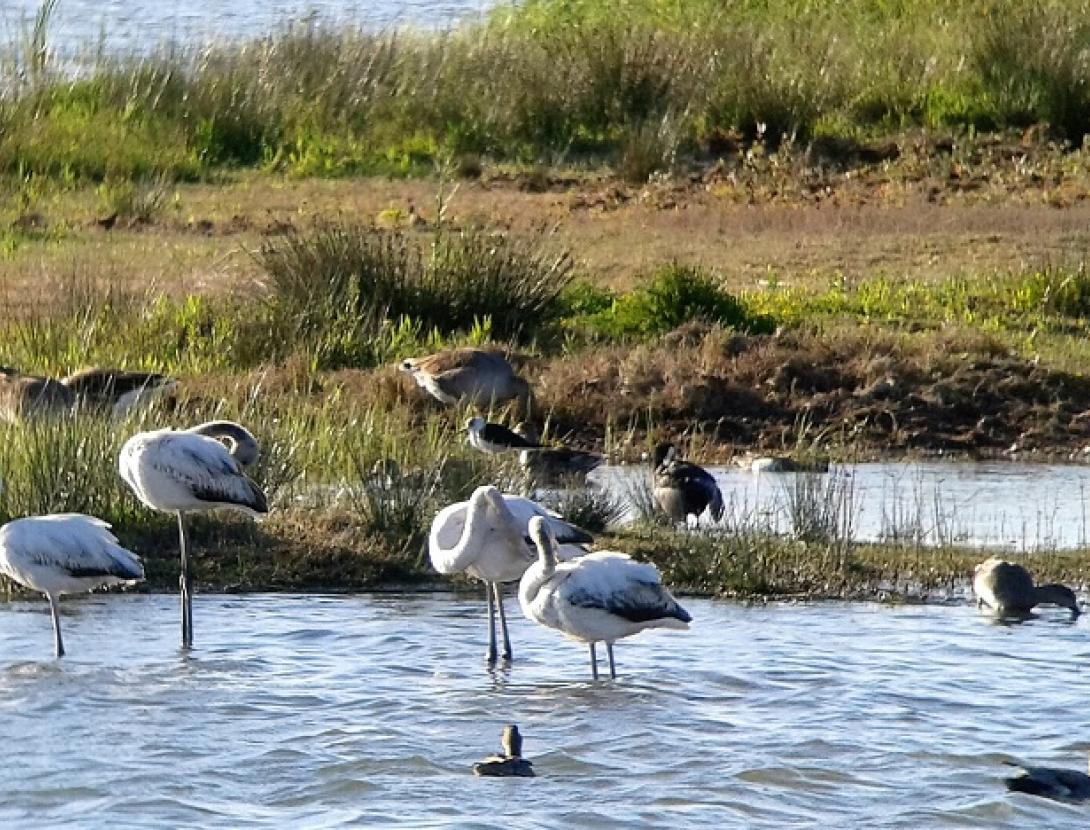 Descoberta del Delta del Llobregat