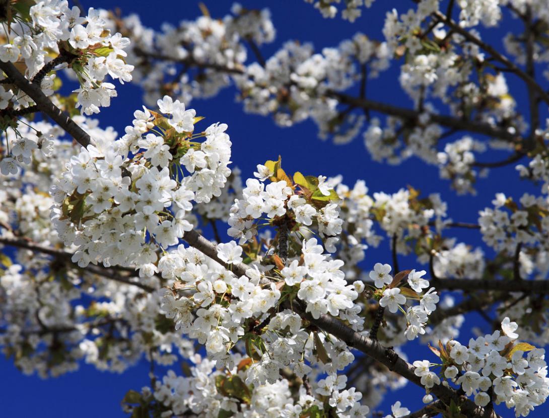 Cirerer en flor