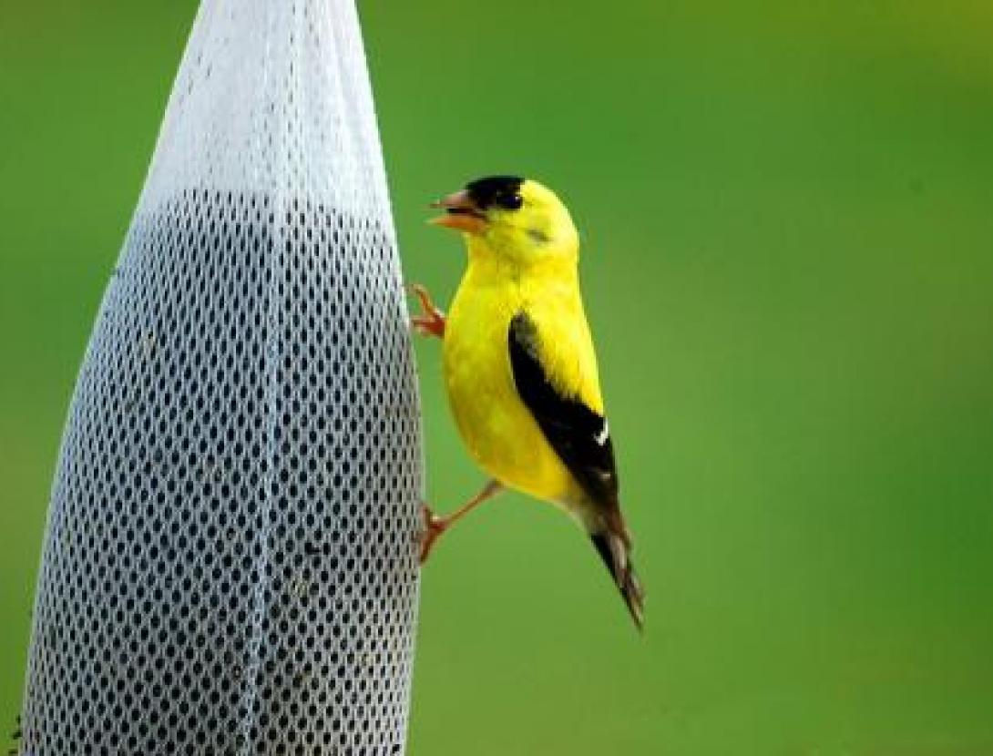 golden_finch_bird_avian_wildlife_feeding_yellow_black_color-537167.jpg!d.jpeg