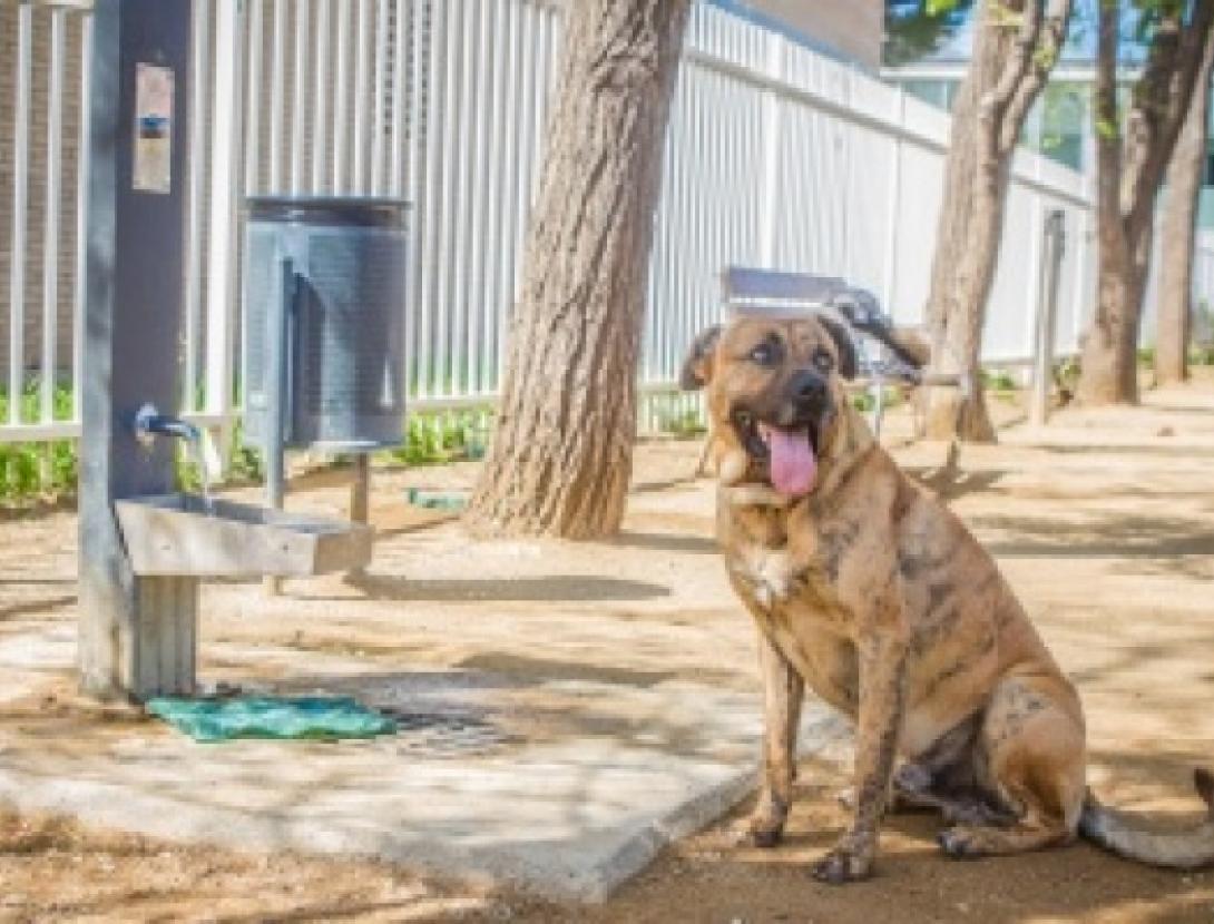 Jugateca: Gimcana dels animals de companyia