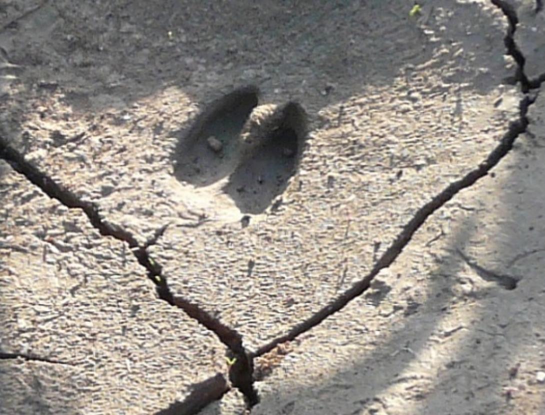 Jugateca: La fauna secreta del parc i taller de petjades