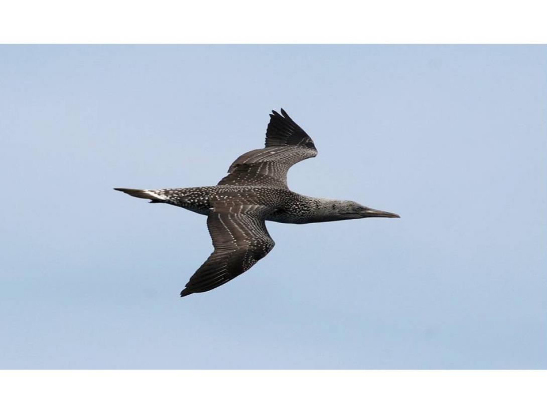 Sortida de camp d’identificació d’aus marines