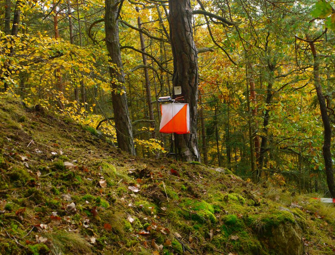 Senyal de cursa d'orientació al bosc