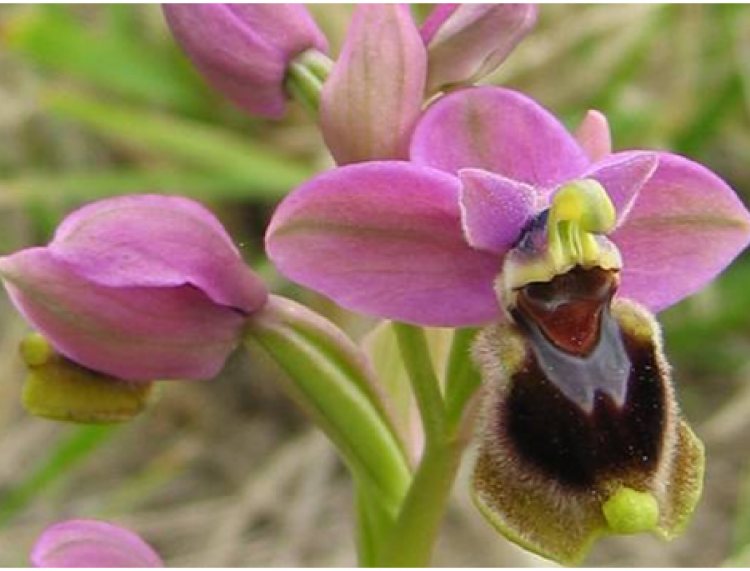 Coneguem les orquídies del Delta