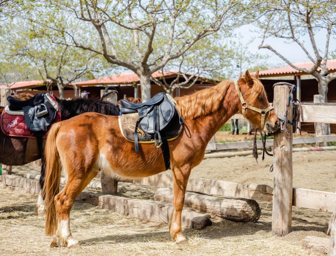 PACK 2: Recorregut per la Granja + Taller de Ponis + Escape Room