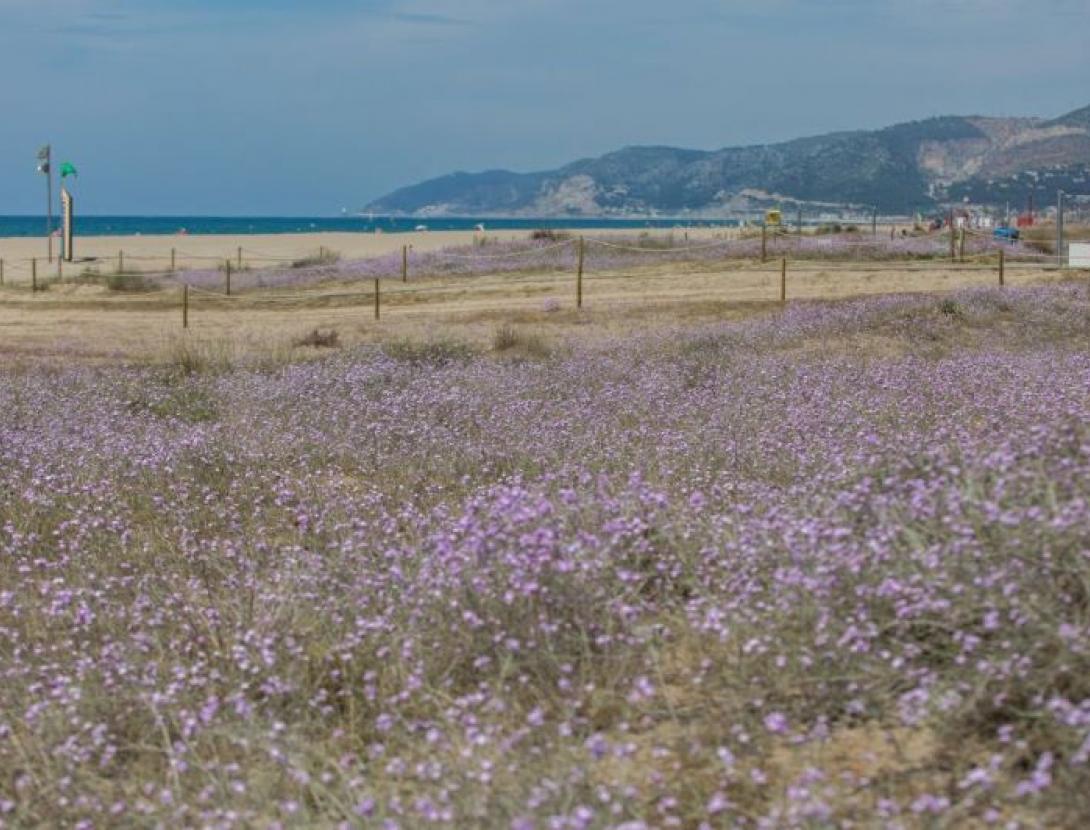 JUGATECAMBIENTAL - Dia de les papallones. Les papallones dunars