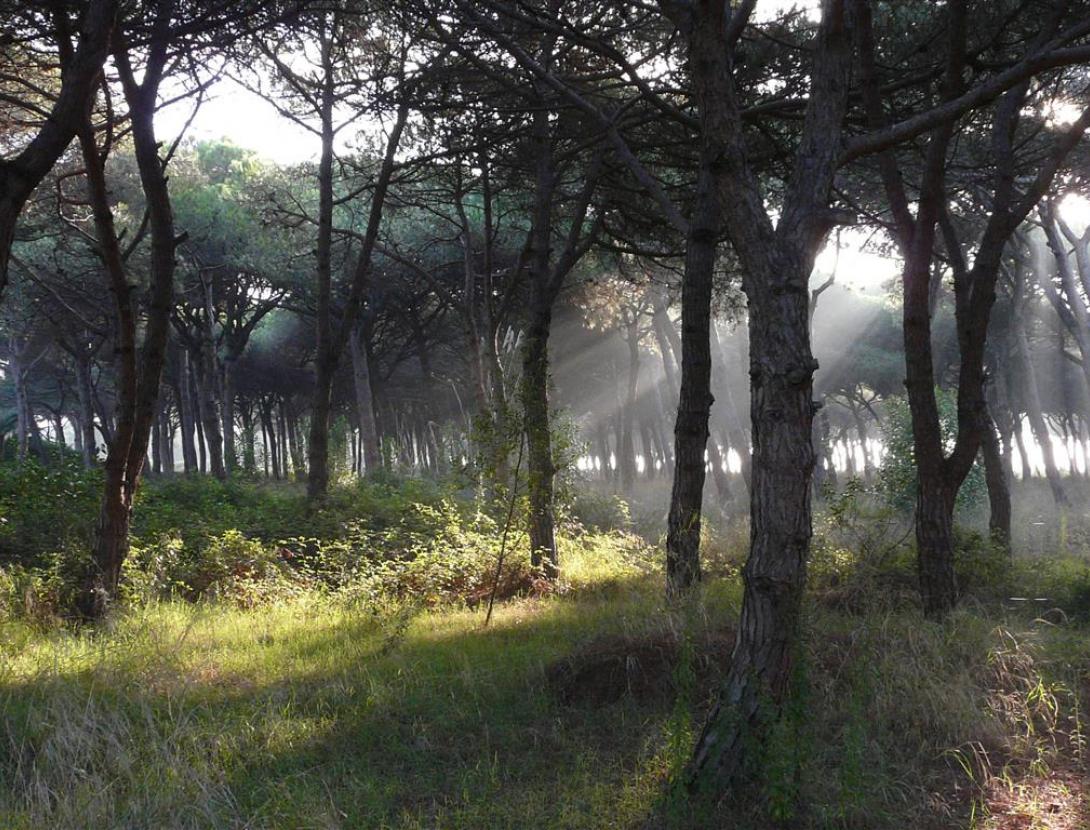 pineda remolar Viladecans P1140741 (Medium).JPG