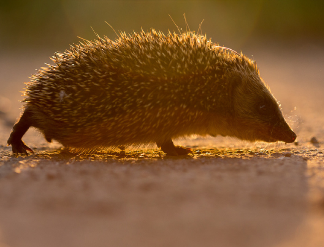 Visita a l'entorn natural: Invasors del Llobregat