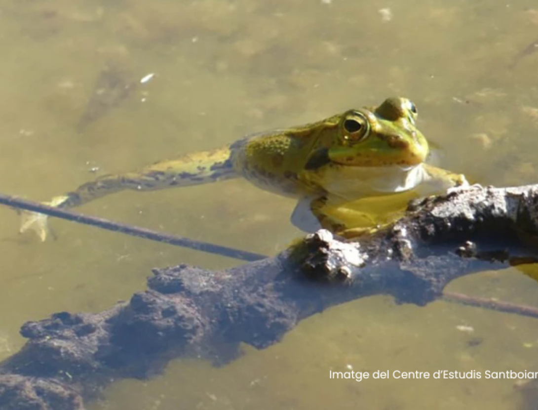 Setmana de la natura: Els amfibis de les nostres basses