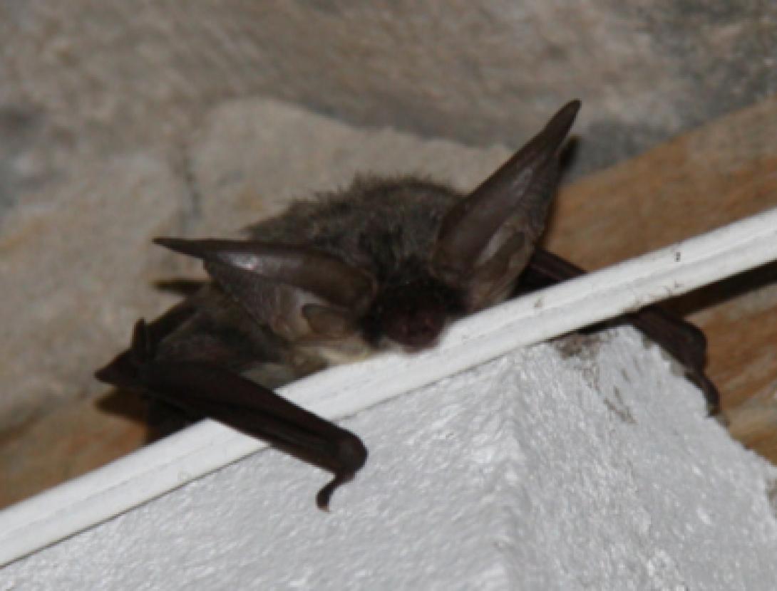 Ratpenat Museu Gava 600x300.jpg