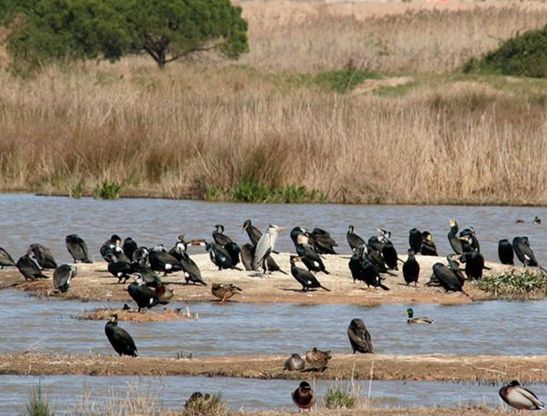 Els invasors del delta