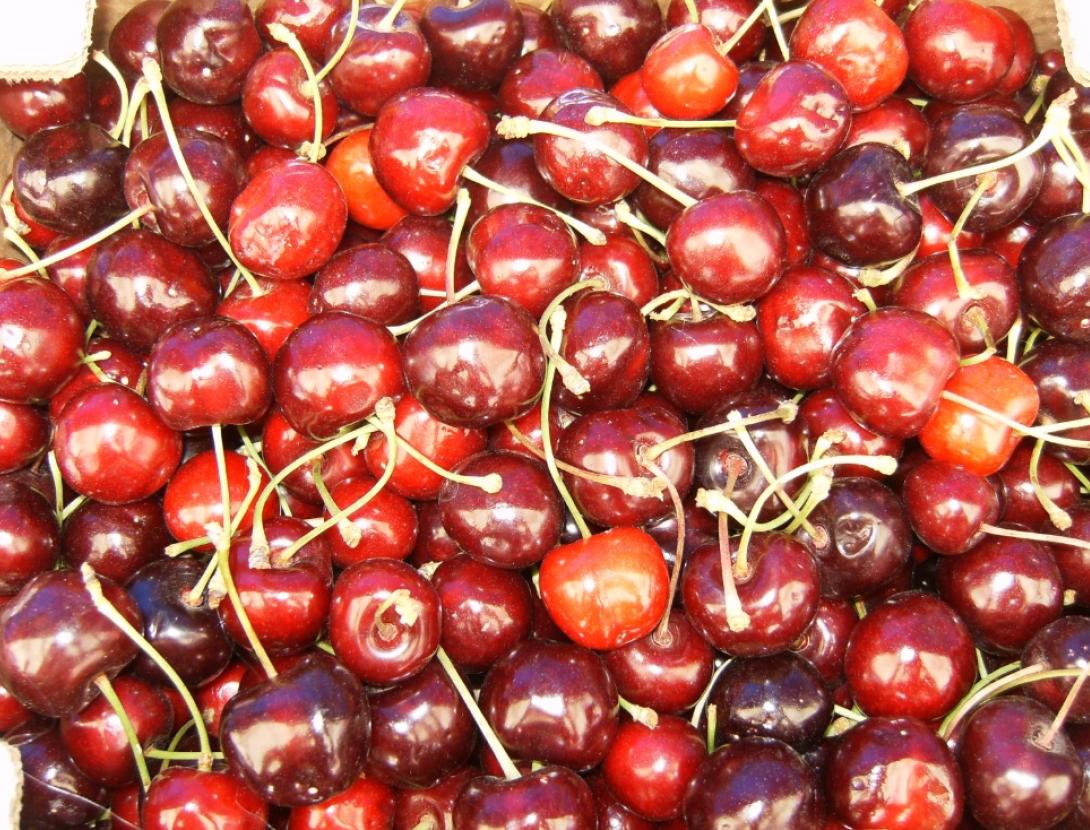 Santa coloma de cervelló cireres baixa resolució.jpg