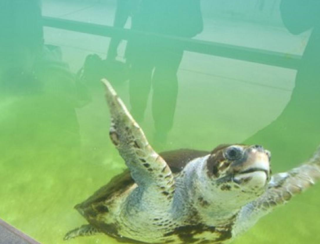 Passejada de descoberta