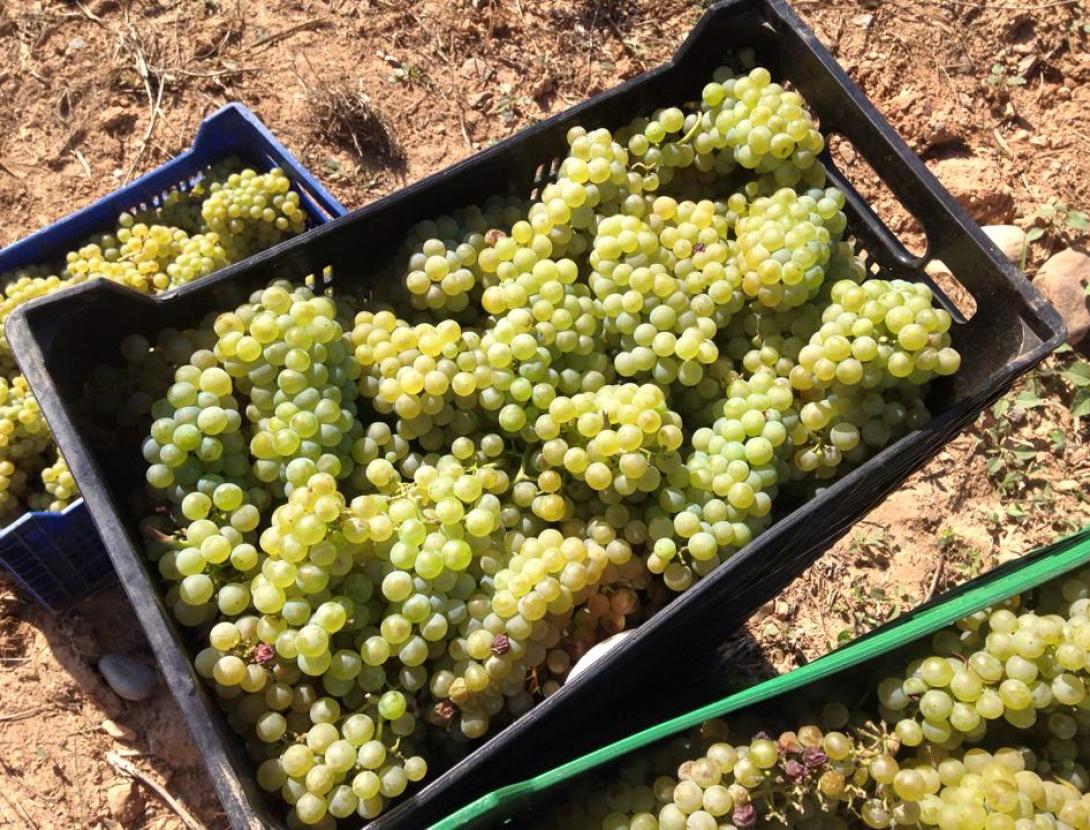 Celler Can Morral del Molí