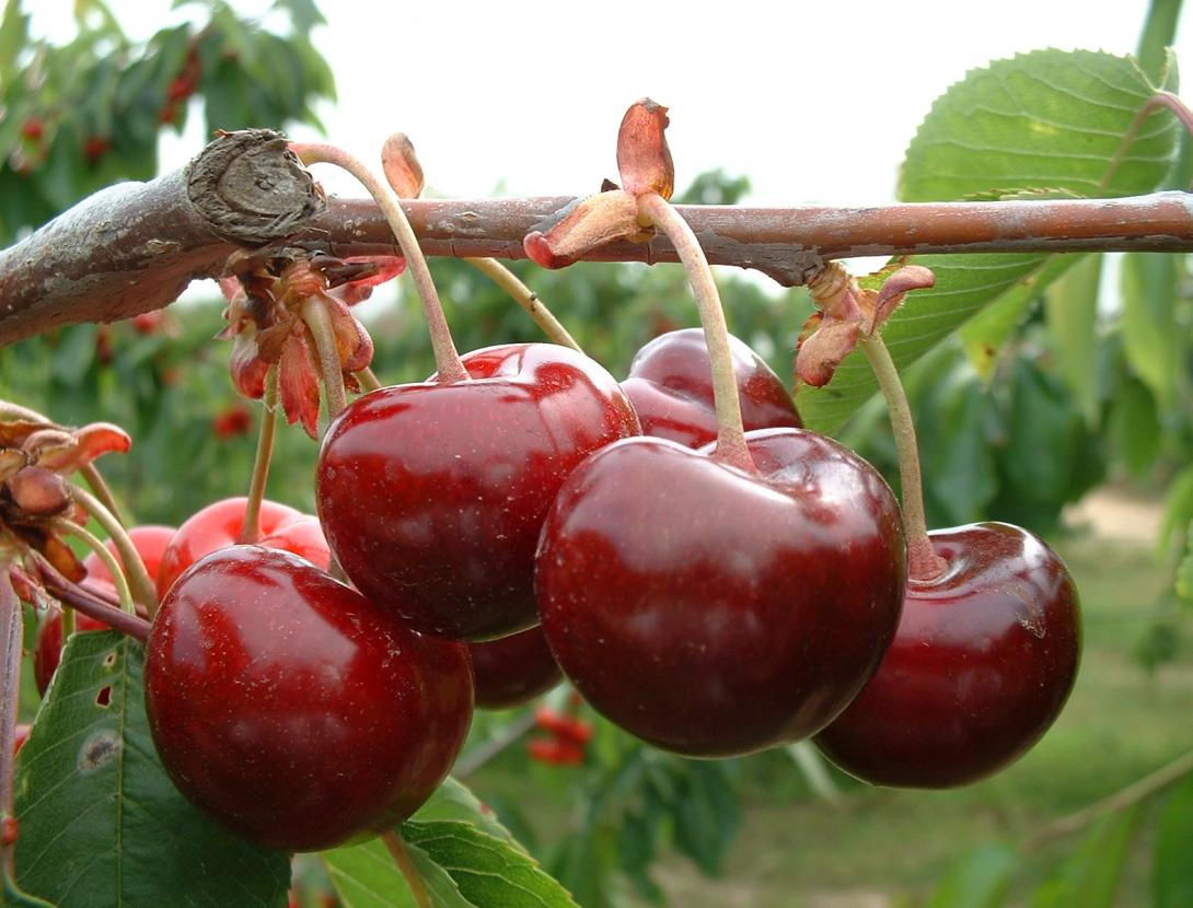 Festa de la cirera de Santa Coloma de Cervelló