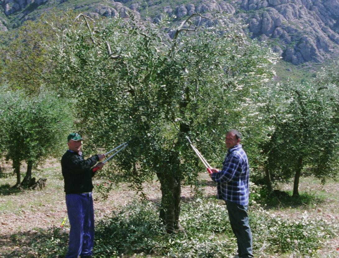 Cami de l'Oli - 1.JPG