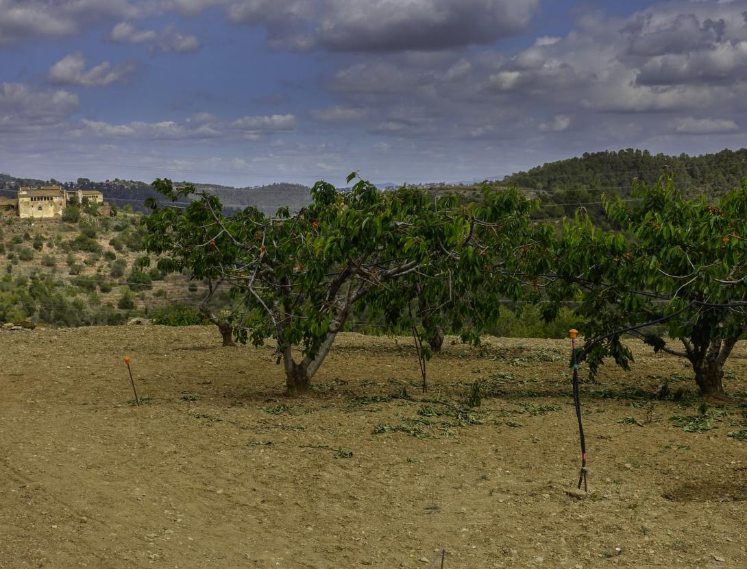 Cirerers de Torrelles de Llobregat