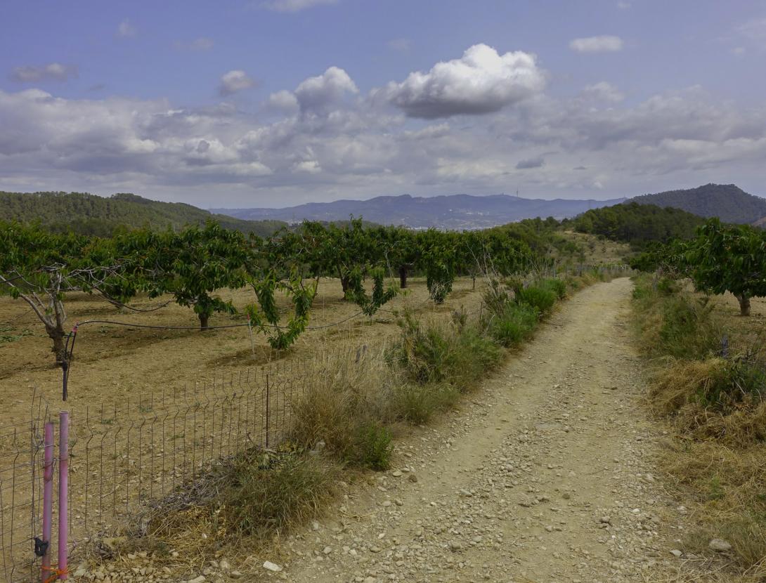 Cirerers de Torrelles de Llobregat