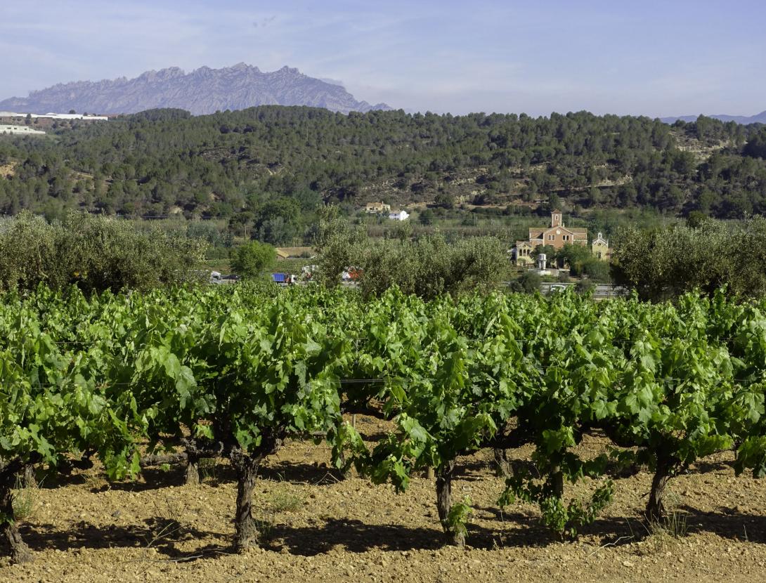 La vinya a Castellví de Rosanes