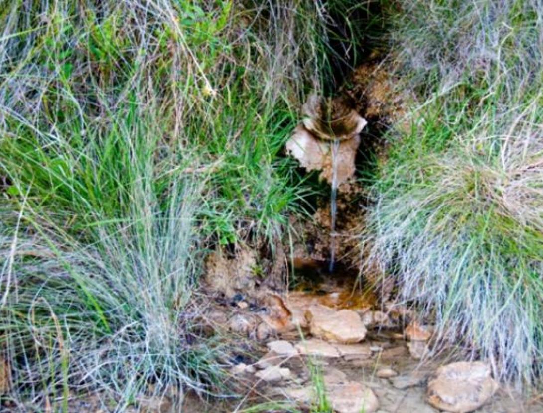 Font de l'Àlber. Natura Local.